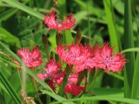 19日：オグラセンノウの開花（園内の湿地では、たまに実生苗を補植していることもあり、だんだんと開花数が増えつつあります。）
