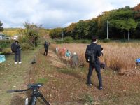 山陽新聞と倉敷ケーブルテレビが、植物園ボランティアの活動の様子を取材しに来られました。ヒメガマの刈り取り作業中