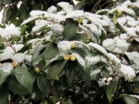 12日：雪化粧のシロノチリツバキ