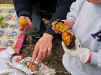 最後は、たき火で焼きイモをして教室終了です。 苦労した分、美味しさは格別！