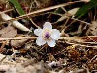 セツブンソウの花（19日撮影）。 本来の生息地域ではないため、調子が良いとは言えませんが、花を咲かせていました。