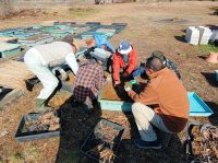 １４日：ユウスゲ苗の植替え作業をするボランティア （フサヒゲルリカミキリ保全のための蒜山産苗。 数が多いため、ボランティアさんに手伝ってもらって植替えを行いました。）