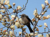 30日：コブシの花弁をついばみに来たヒヨドリ