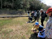 温室エリアで樹木のサクラ（エドヒガン）を観察した後は、湿地エリアで咲き始めたサクラソウの観察を楽しみました