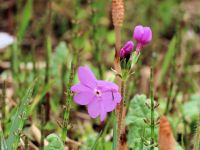 28日：湿地で開花したサクラソウ（つくしが少しピークを過ぎたかというタイミングで、サクラソウが開花。 春は次々と見ごろの植物が移り変わります）