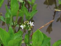 24日：温室エリアの池で開花したミツガシワ（中旬ごろまで気温が低かったので、ミツガシワの開花も遅くなるかと思っていましたが、少し暖かくなるとすぐに開花しました）