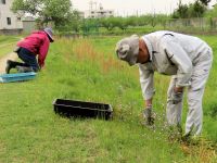25日：マツバウンランの駆除作業をするボランティア（北アメリカ原産の外来植物で、小さな草なのですが、放置すると非常に増えるので、毎年引き抜き駆除を行っています）