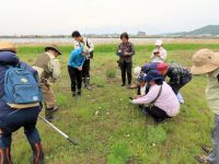 保護地の砂地や砂干潟で見られる他の植物や動物なども探して観察しました。 ハマヒルガオの花の観察中。