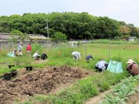 16日：ウマノスズクサ植栽地の草刈りを行うボランティア（丁寧にウマノスズクサを残して手刈りするのですが、しばらくたつと、ジャコウアゲハの幼虫に食べ尽くされてしまいます。）