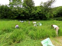 30日：湿地エリアのユウスゲ植栽地内の除草作業（ユウスゲの花茎が伸び始める前に、ユウスゲ植栽地内の除草作業をボランティアさん総出で行いました。）