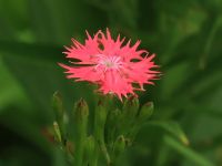 21日：開花したオグラセンノウ