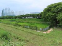15日実施予定の保全活動の活動時間短縮のため、自生地の周囲の草刈りを事前に行いました。