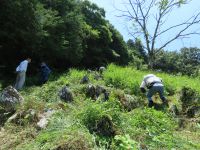 手刈りで慎重に作業をする必要があるうえ、この日は大変暑く、予定していた作業が終わりませんでした。