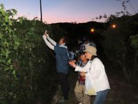 ユウスゲのしゃぶしゃぶを楽しんだ後、お土産用の花を採って、暗くなって満開となったカラスウリの花を観察する参加者。