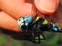 きれいな青色の複眼をもつヤブヤンマ。「あおいおそらをとんだから」ではなく、木陰の多い水辺が好きなトンボだそうです。