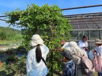 この日も開会の8時には気温が30℃に達する暑い日となりました。 まずは温室南のシラガブドウの棚の下を覗いてみると…