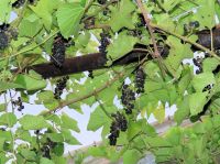 食べ頃となったシラガブドウの実が鈴なりです。気温が高いせいか、熟すのもちょっと早くなったようです。