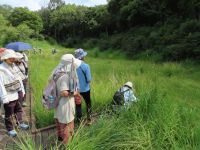湿地エリアに移動しましたが、湿地にはあまり花が咲いていないように見えます。でも、湿地の草むらの中を覗いてみると…