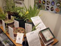 環境省中国四国地方環境事務所より、フサヒゲルリカミキリの標本をお借りして展示しました。となりに食草ユウスゲも展示。