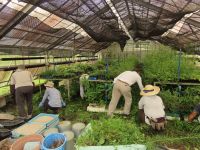 27日：温室内の通路の草取りをするボランティア（夏期は非常に暑いため、極力温室内での作業は避けていますが、比較的涼しい曇りの日を狙って、最低限の草取りをしました）