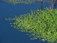 5日：小田川本流の水面上を浮いて広がるナガエツルノゲイトウ