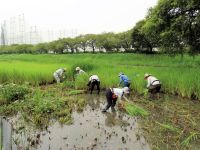 23日の観察会を前に、茂ったマコモなどを刈り取り、ミズアオイが良く見えるようにしました。