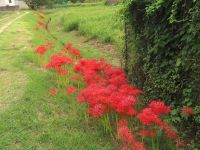 2日：ようやく満開となったヒガンバナ