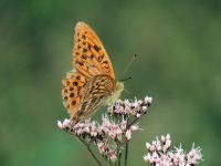 5日：湿地で咲くサワヒヨドリで吸蜜するミドリヒョウモン