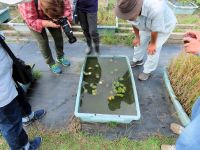 12時にいったん閉会したあと、おまけで希望者のみ、午後にならないと開花しない、ヒツジグサの花を観察しました