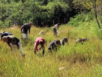 植物園ボランティア、倉敷市環境政策課、倉敷芸科大の学生の方々の協力で実施しました