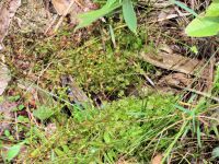 栄養繁殖により増殖したナガエモウセンゴケの塊（特定外来生物に指定されている外来種、ナガエモウセンゴケ。環境によっては茎や葉から新たな芽生えを作って増殖します）