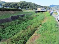 駆除作業が行われた場所の下流では、ナガエツルノゲイトウの繁茂によって水面が見えなくなっていた場所もありました