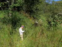 26日：外来チチコグサ類の引き抜き駆除作業（少し涼しくなり、雑草の成長も緩やかになってきたので、外来植物の駆除作業に力をいれました。 地道な作業が園内の植生・景観を維持しています。）