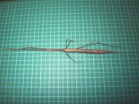 9日：総社市で出会った、タイワントビナナフシ（温暖化により分布拡大中とされる、南方系のナナフシです。 様々な生物に温暖化の影響がみられるようになっています）