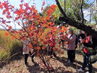 岡山県の希少野生動植物、マルバノキが真っ赤に紅葉・・・と同時に、実は花も満開になっていたので、じっくり観察中。