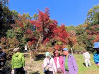 ちらほら夏の少雨と猛暑の影響が出ていると思われる樹木がありましたが、美しく紅葉した樹木も多く、まさに「千葉の彩」！