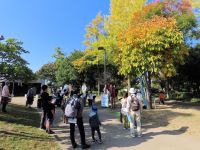 雲ひとつない秋晴れとなりました。イチョウなど色づき始めた公園内の木々も秋を演出してくれていました。