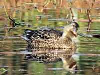 10日：初冬の来園者、ハシビロガモ