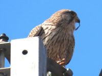 13日：クビキリギスを捕えて食事中のチョウゲンボウ