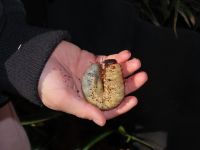 腐葉土の中から、丸々としたカブトムシの幼虫を発見！ 幼虫のぷにぷにとした感触はまるでネコの肉球そっくりとか？