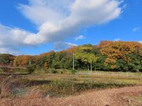 4日：ヒメガマの刈り取りを終えた温室エリアの池 （予報されていた寒波の到来とほぼ同時に、池の中に入っての刈り取り作業をなんとか終えることができました。）