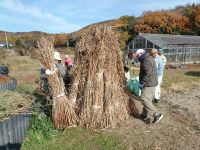 10日：ヒメガマの「くろ」をつくるボランティアの方々（稲ワラやススキなどを腐らないようまとめて立てたり、積み重ねたりしたものを「くろ」といい、ワラぐろ、茅ぐろなどと呼びます。）