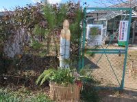 26日：毎年恒例、ボランティアさん手作りの門松（ボランティアの活動納めに、門松をつくるのが毎年の恒例です。材料は園内の竹や植物、持ち寄った葉ボタンなどです。）