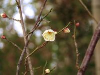 22日：竹林の中でひっそりと咲いていたウメの花
