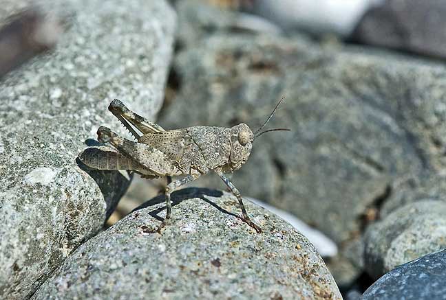 カワラバッタ 岡山県 (2009.8.8)