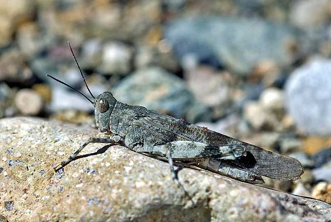 カワラバッタ 岡山県 (2009.9.19)