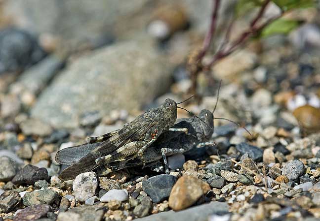 カワラバッタ 岡山県 (2009.9.19)