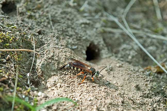 キアシハナダカバチモドキ 岡山県倉敷市酒津 (2010.8.1)