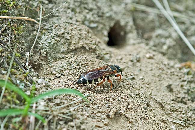 キアシハナダカバチモドキ 岡山県倉敷市酒津 (2010.8.1)
