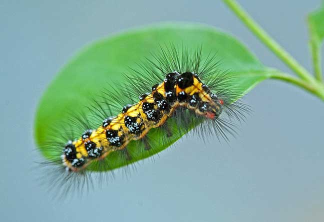 倉敷昆虫同好会 虫たちの素顔 モンシロドクガ